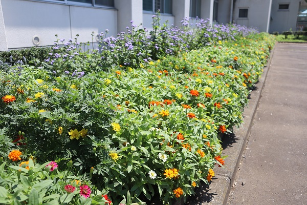 2最優秀賞(会長賞)芝川花そう会 西山支部