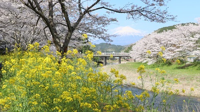 Spring: Rapeseed Blossoms, Cherry Blossoms and Mount Fuji