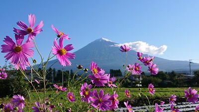 Autumn: Cosmos and Mount Fuji