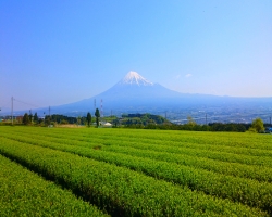 Tea Fields and Mount Fuji