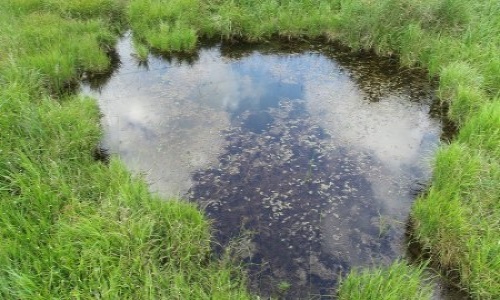 小田貫湿原内池