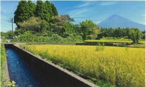 北山用水(本門寺堀)と水田