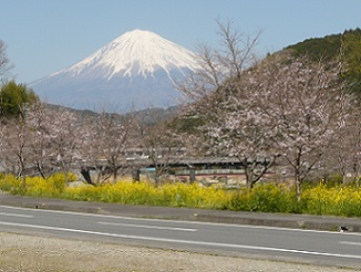 稲瀬川桜並木