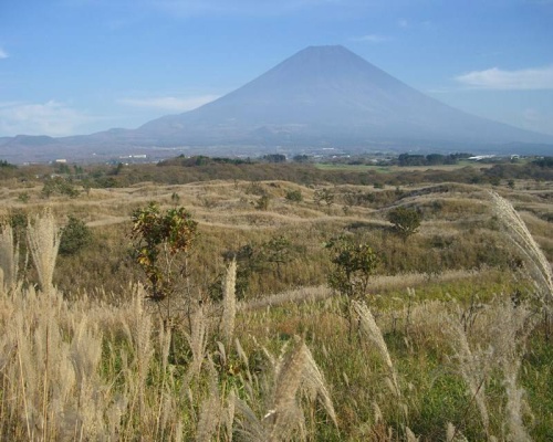 ススキ風景と富士山