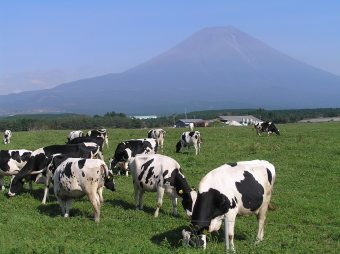 朝霧高原