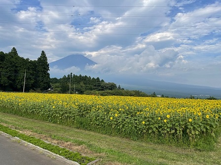 ひまわり畑(8月上旬)