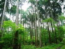 市有林大根野人工林